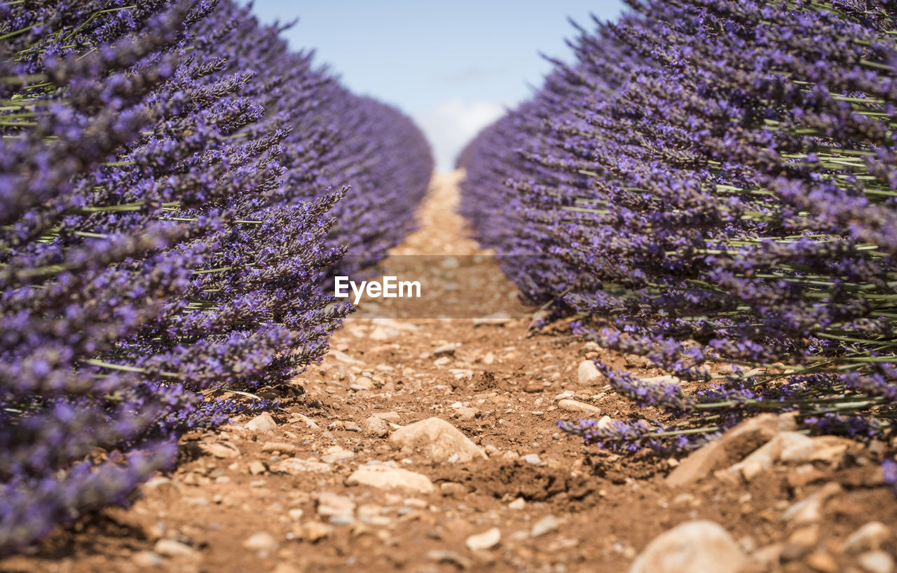 Close-up of purple flowers on field