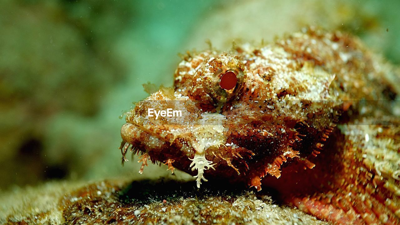 Close-up of fish in sea