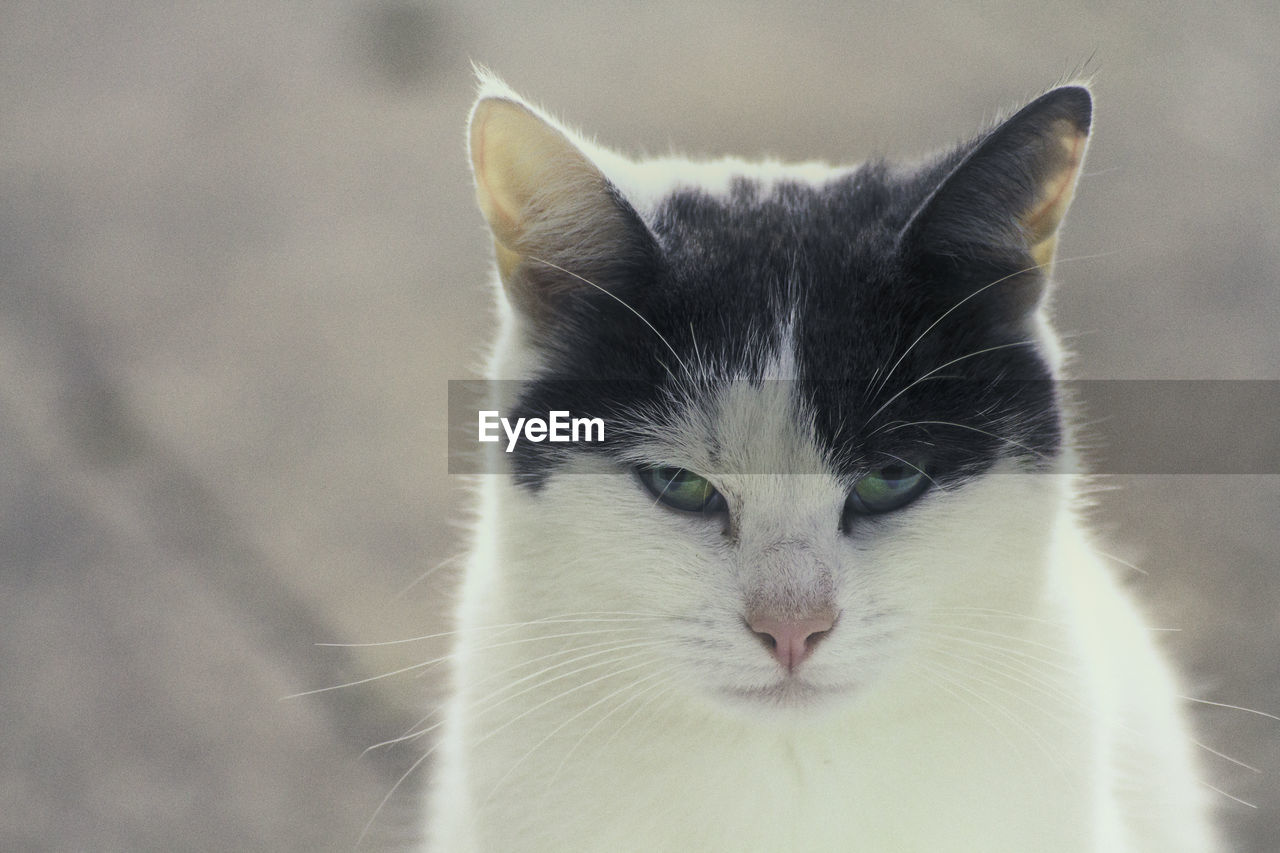 Close-up portrait of a cat