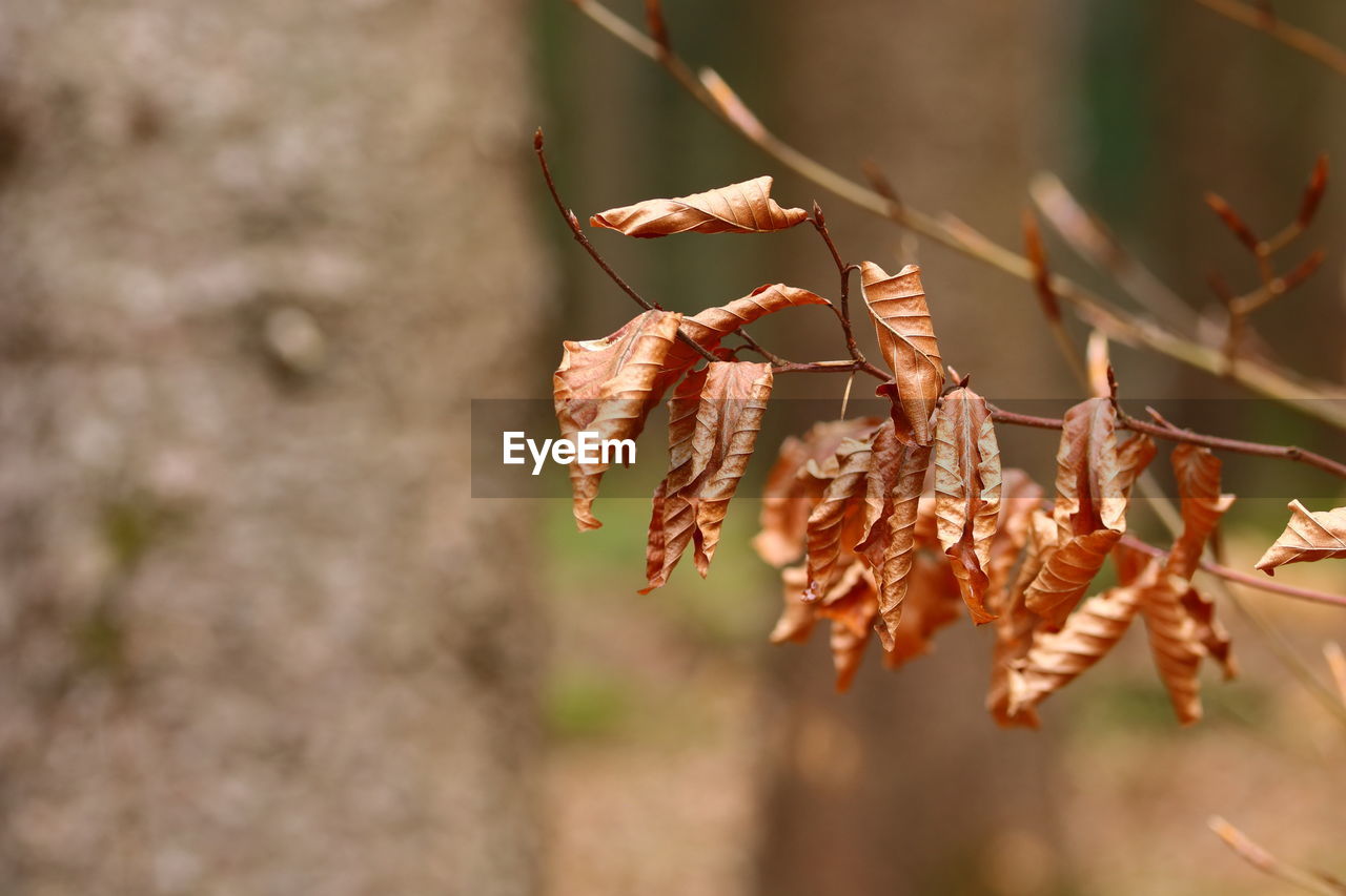 Close up of dried leaves of a beech tree