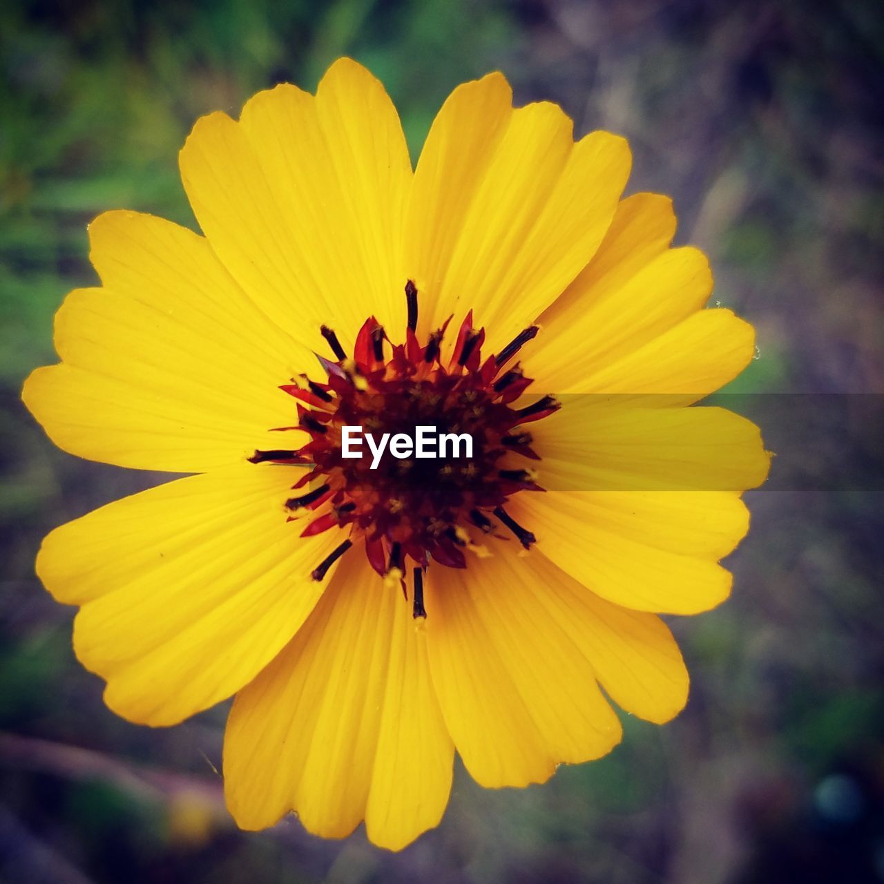 Close-up of yellow cosmos flower blooming outdoors