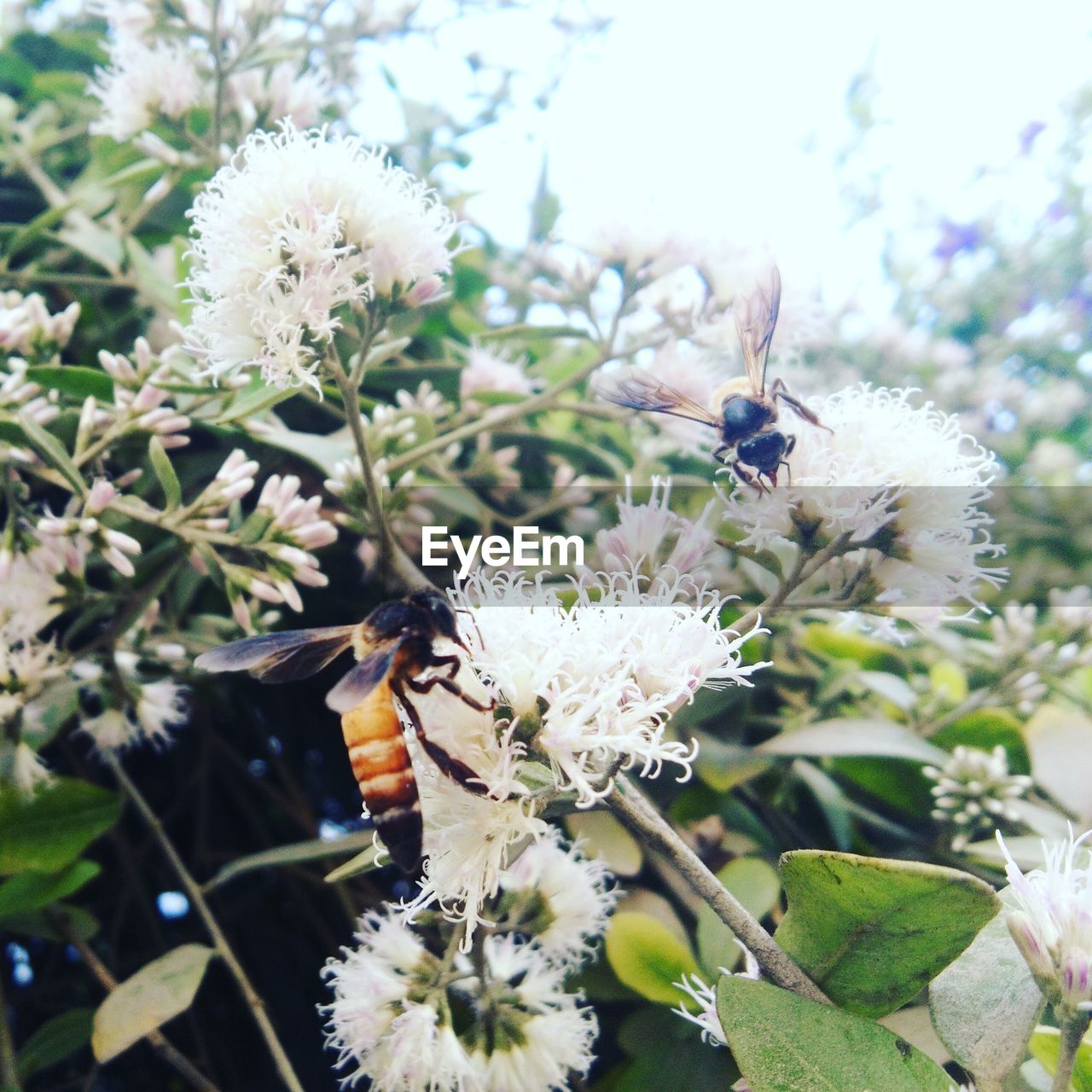 CLOSE-UP OF HONEY BEE ON FLOWERS