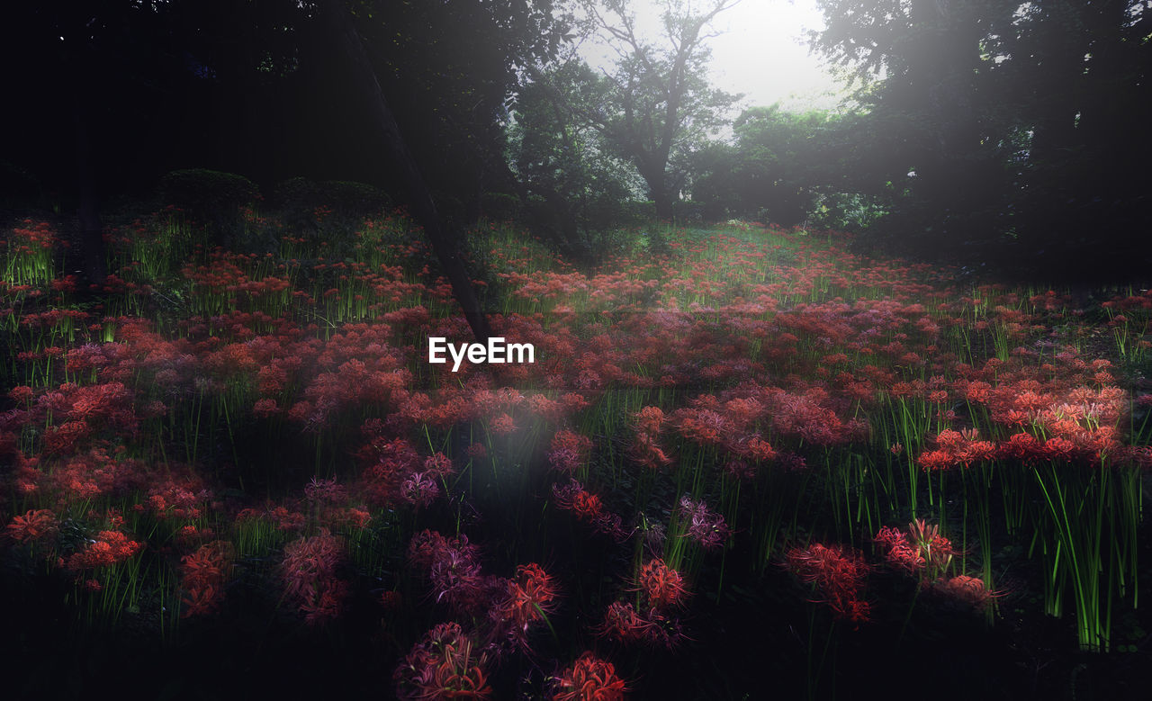 FLOWERING TREES IN FOREST
