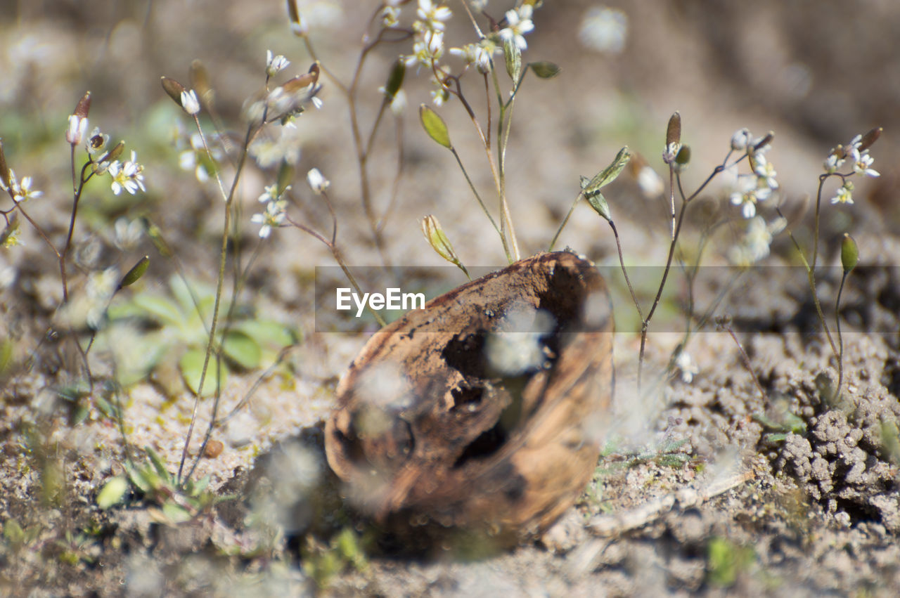 CLOSE-UP OF BUTTERFLY PERCHING ON PLANT OUTDOORS