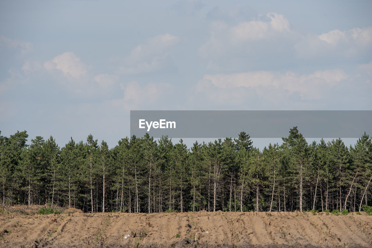 TREES ON FIELD AGAINST SKY IN FOREST