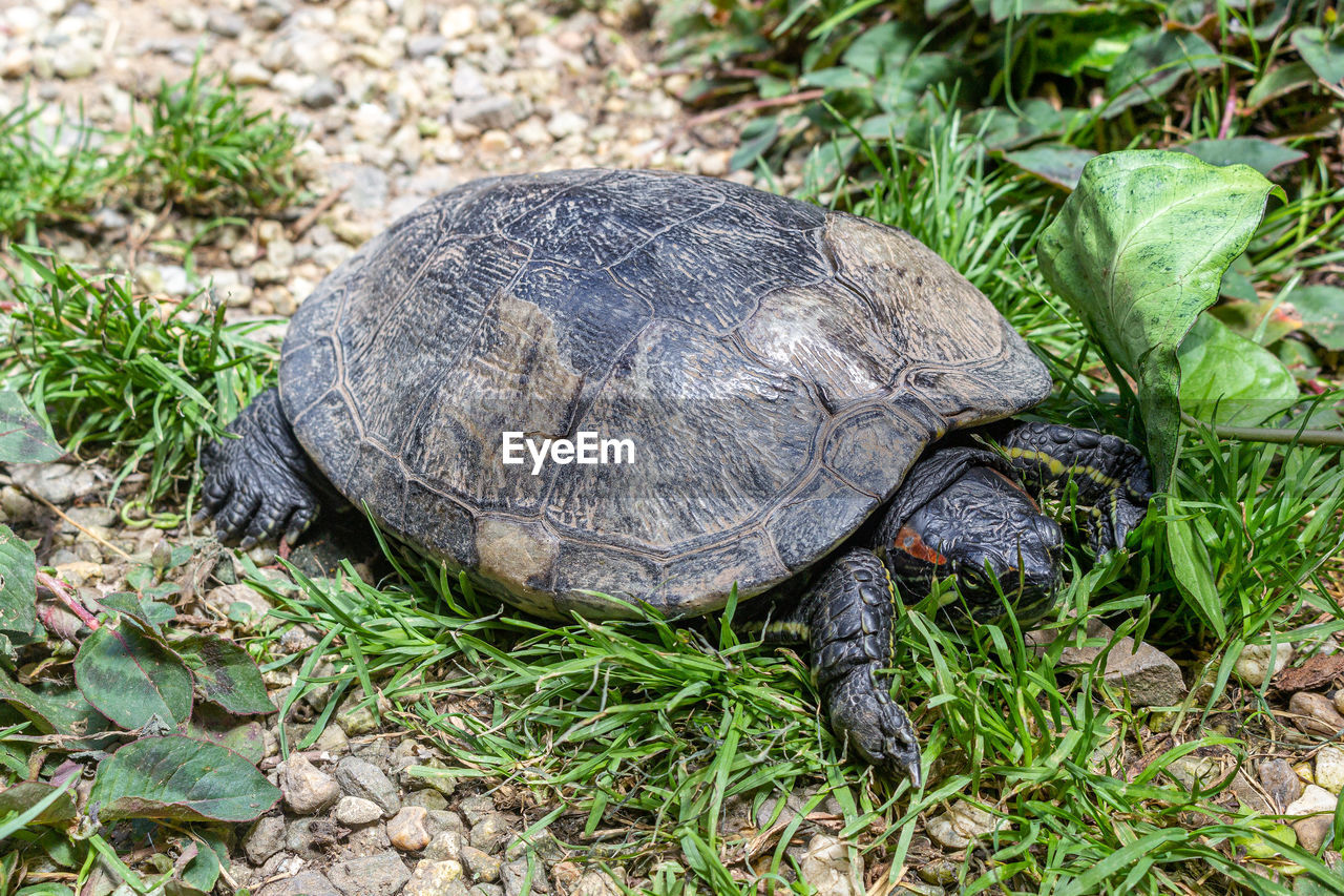 turtle, animal themes, tortoise, animal, animal wildlife, reptile, wildlife, shell, one animal, animal shell, nature, tortoise shell, plant, land, no people, high angle view, grass, day, outdoors, sea turtle, field, close-up