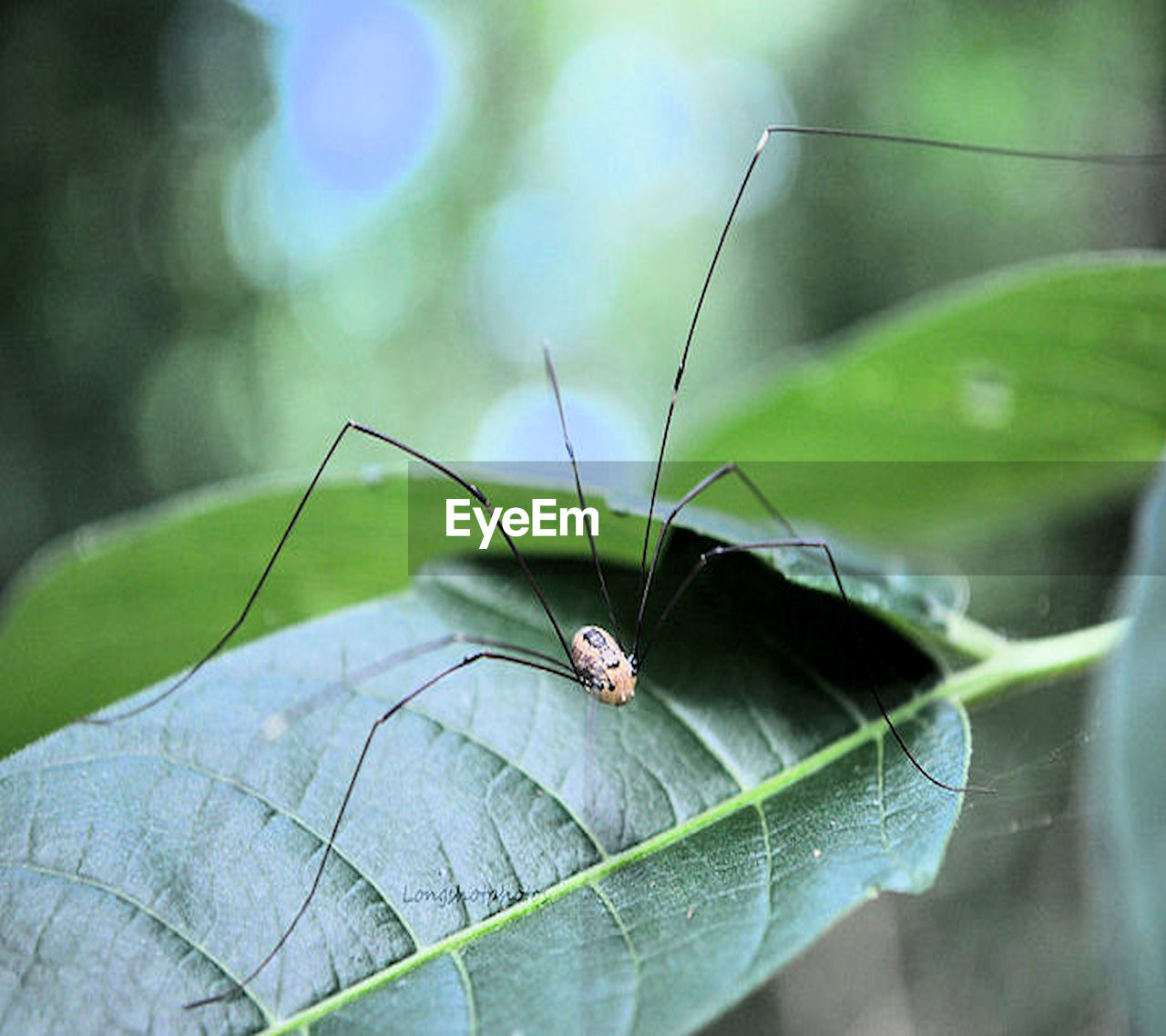 INSECT ON LEAF