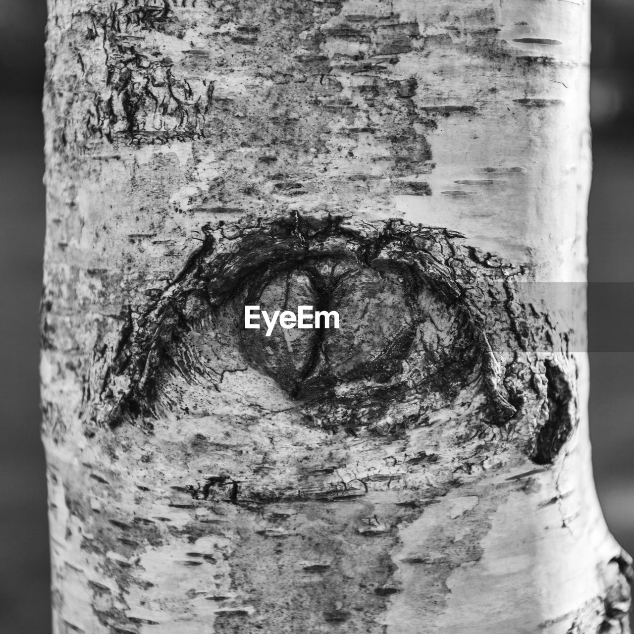 CLOSE-UP OF TREE TRUNK BY PLANT