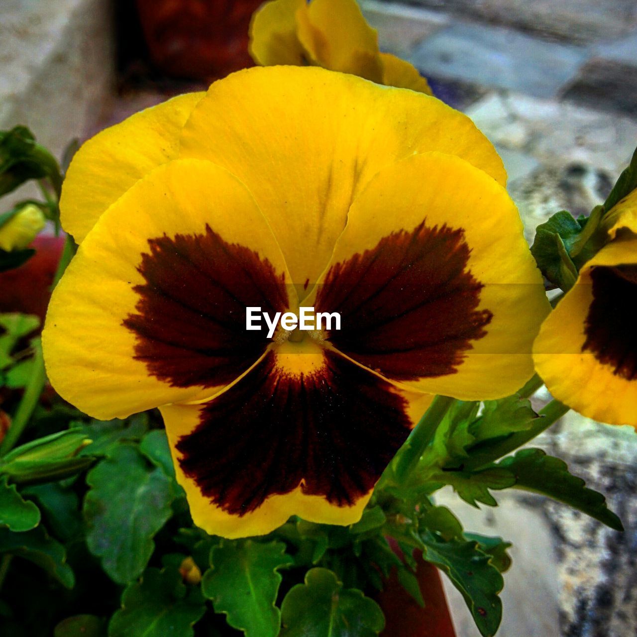 CLOSE-UP OF YELLOW FLOWERS