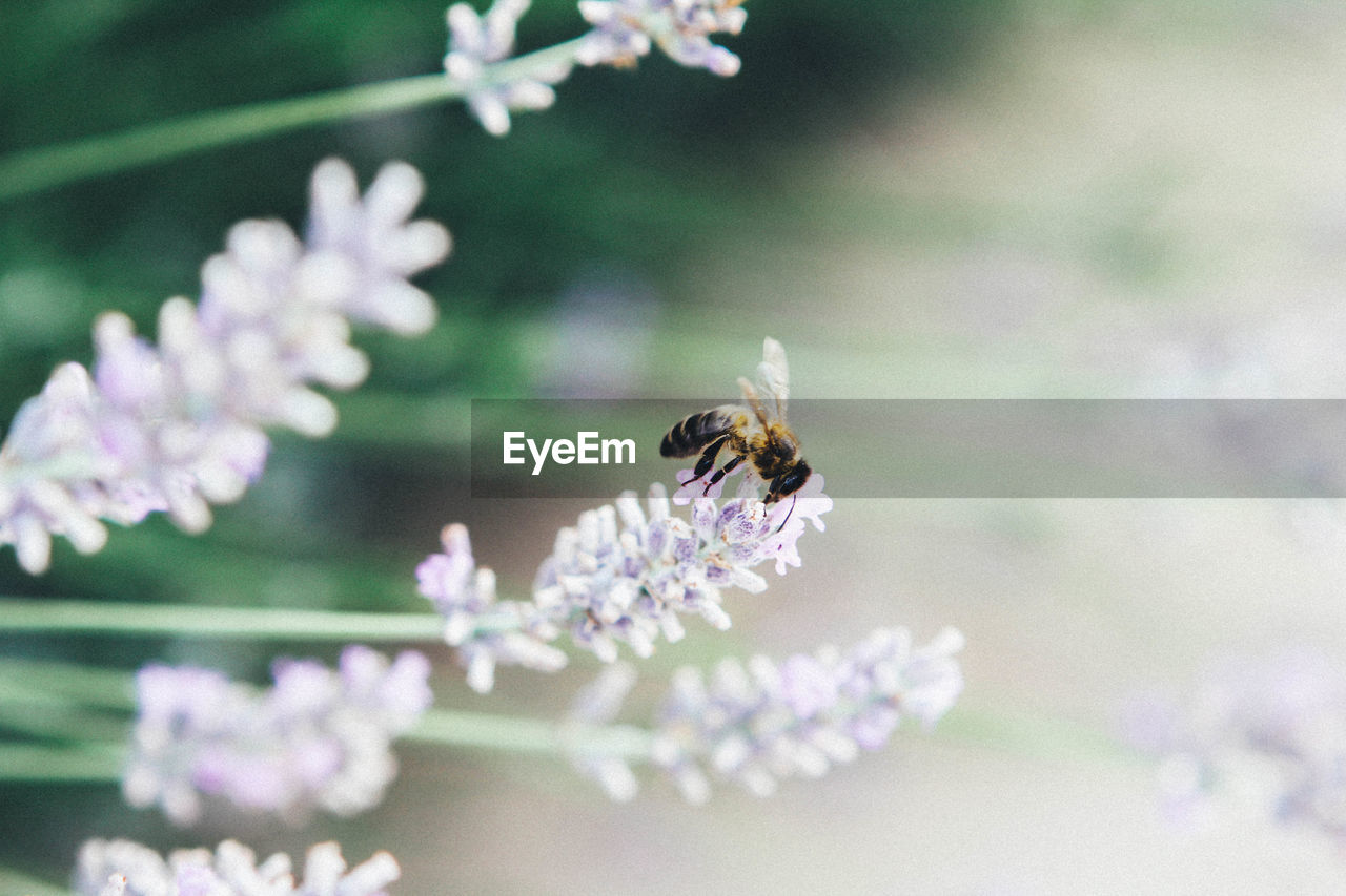 Close-up of bee on flower