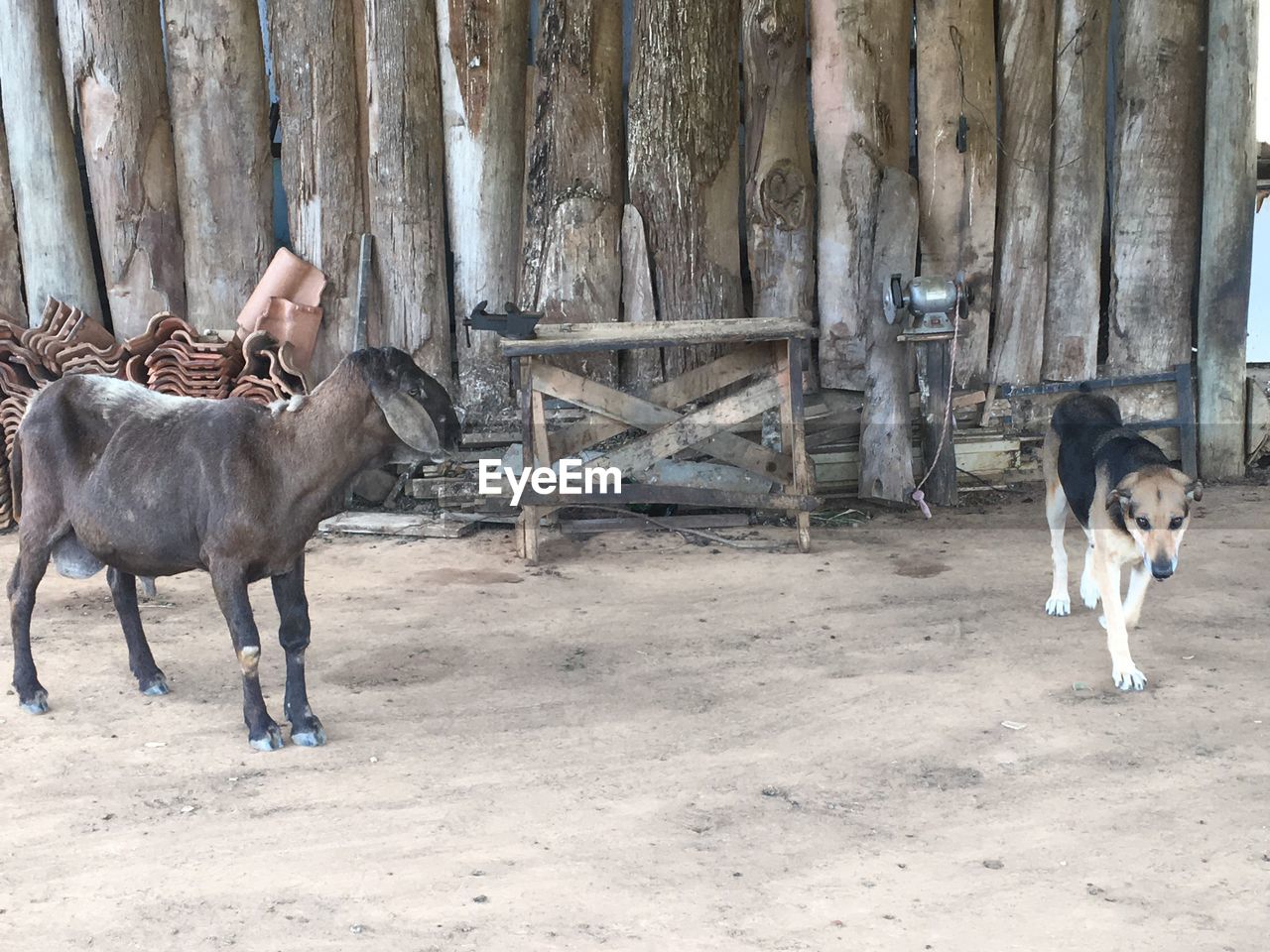 HORSES IN PARK