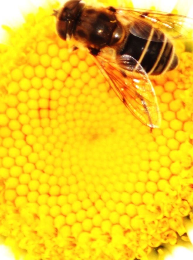 CLOSE-UP OF HONEY BEE ON FLOWER