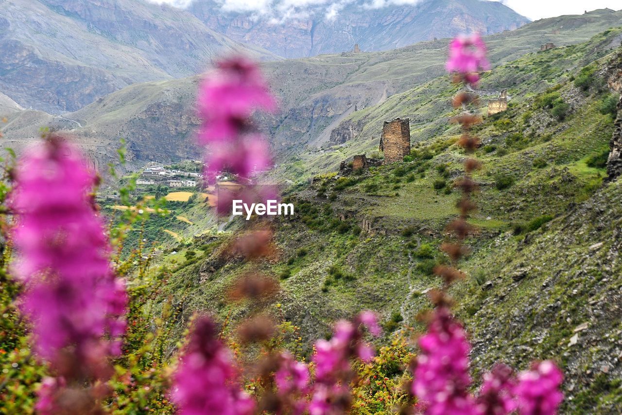 Pink flowers blooming on mountain