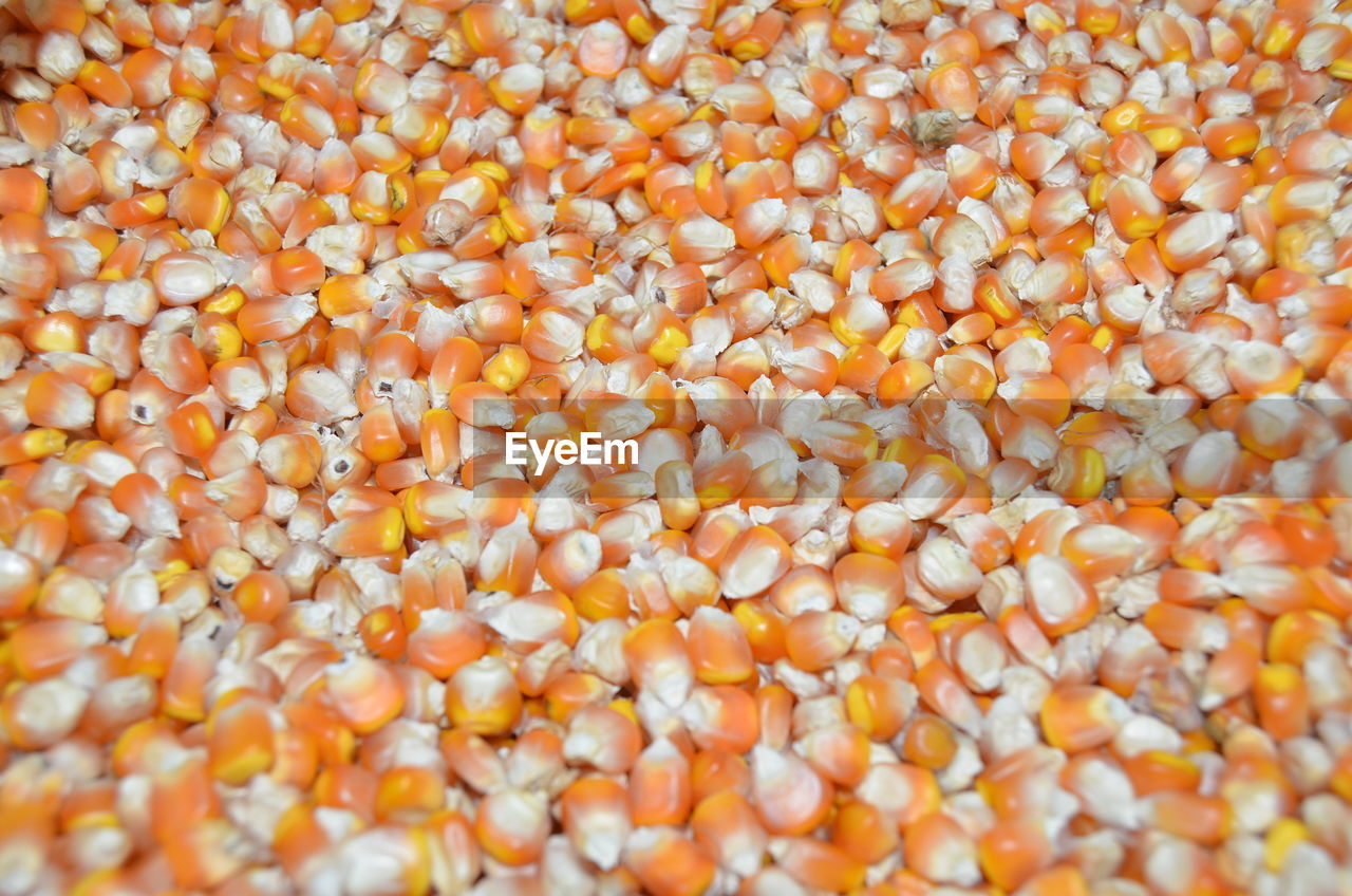 Full frame of corn kernels