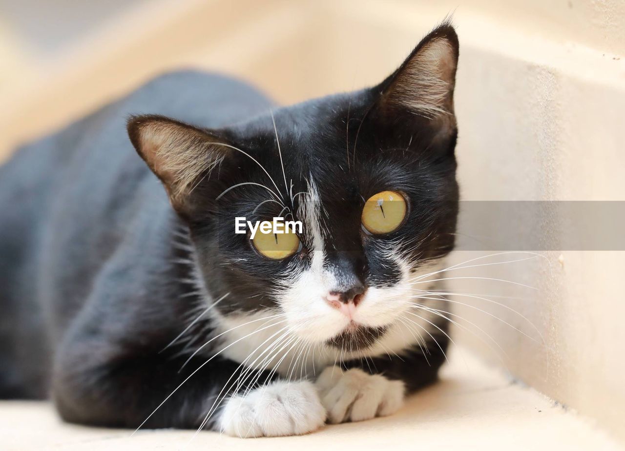 Close-up portrait of a cat