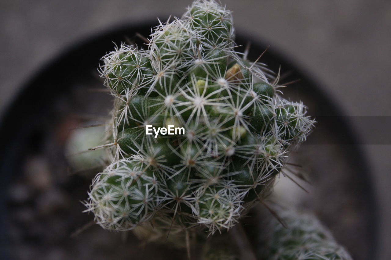 HIGH ANGLE VIEW OF CACTUS PLANT OUTDOORS