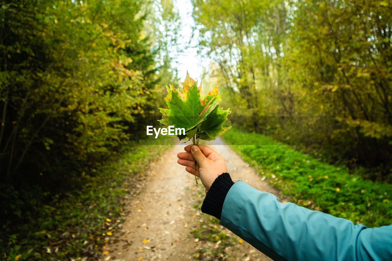 Cropped hand holding maple leaf against land during autumn