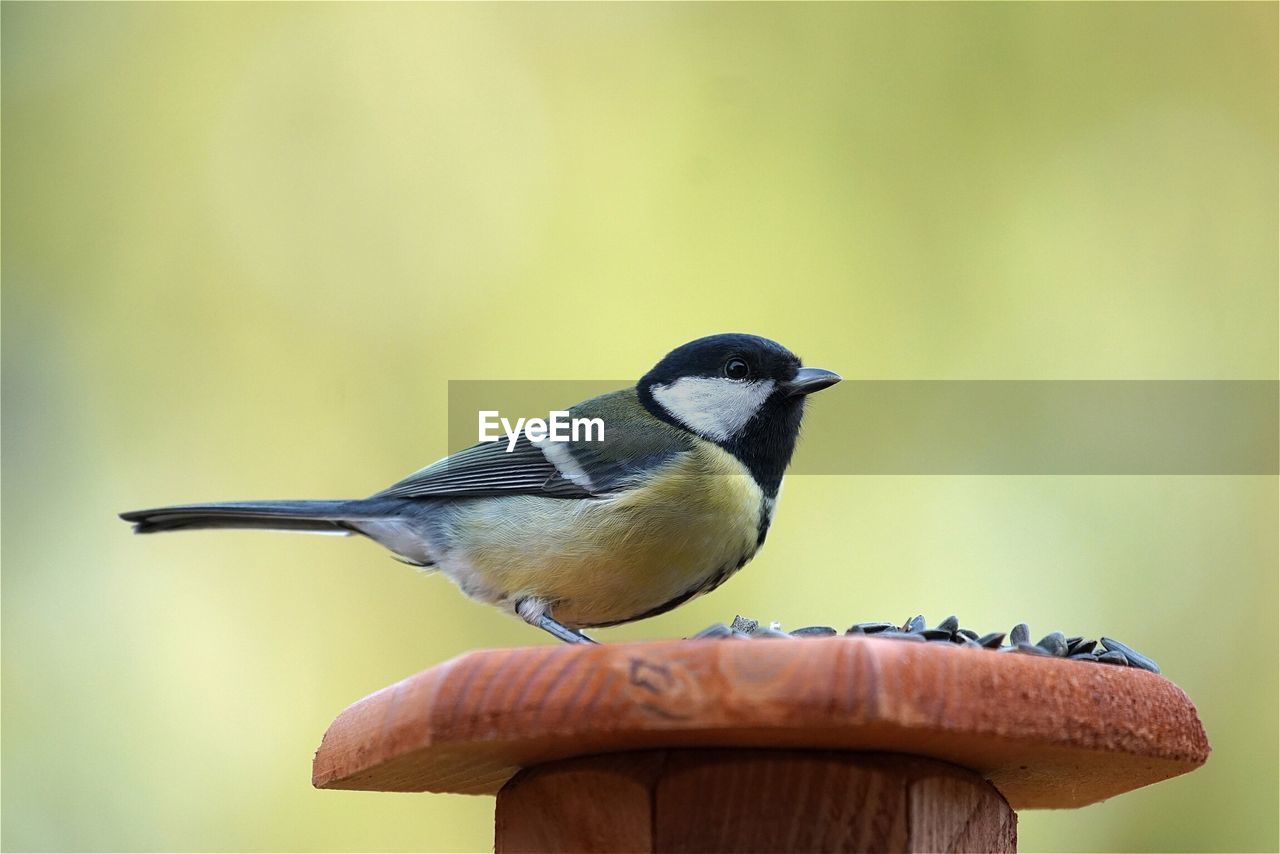 Close-up of bird