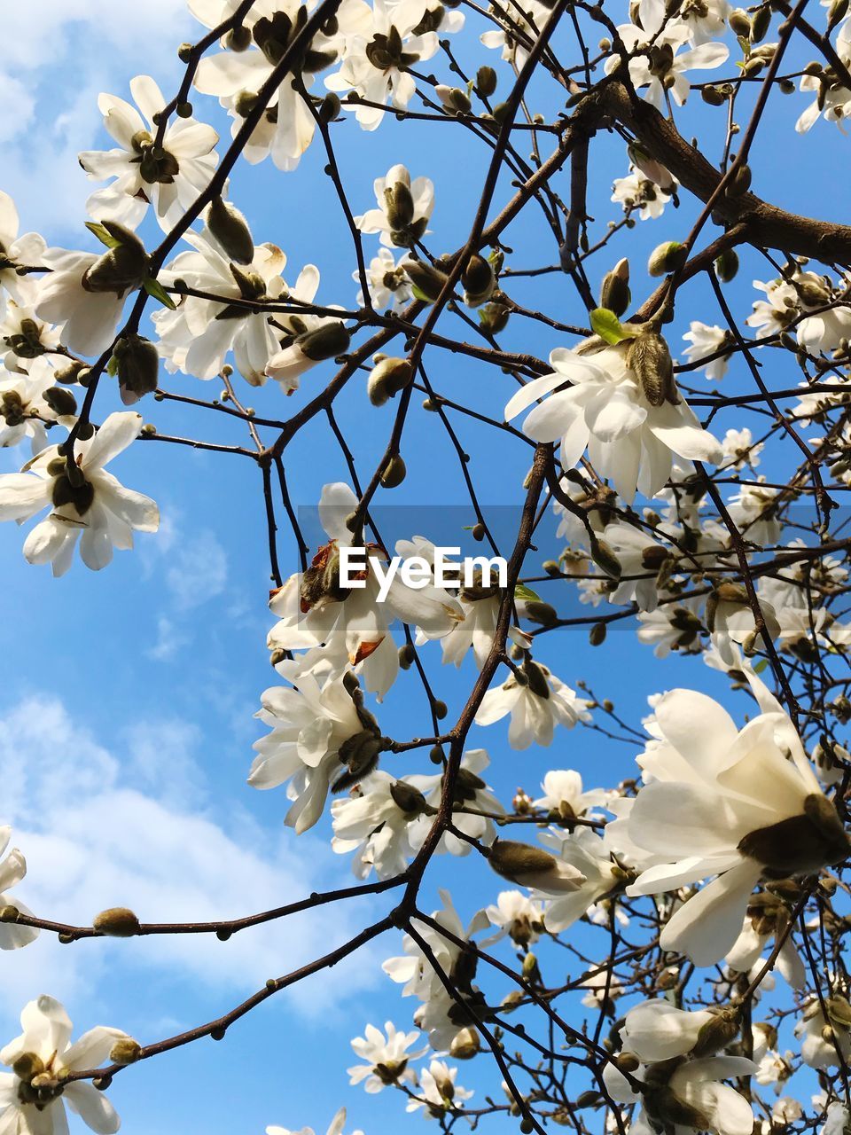 LOW ANGLE VIEW OF APPLE BLOSSOMS IN SPRING AGAINST SKY