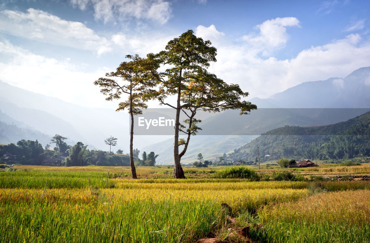Scenic view of agricultural field against sky