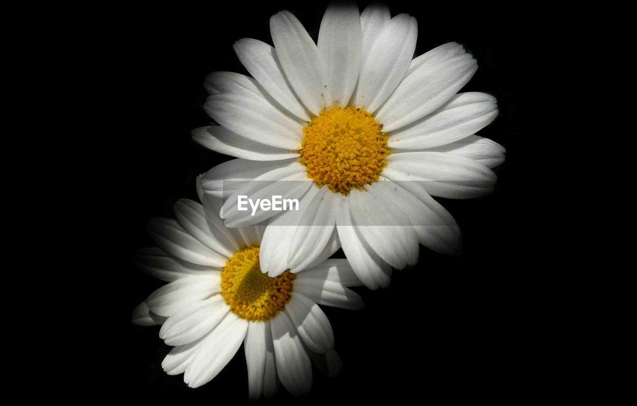 Close-up of daisy flower against black background