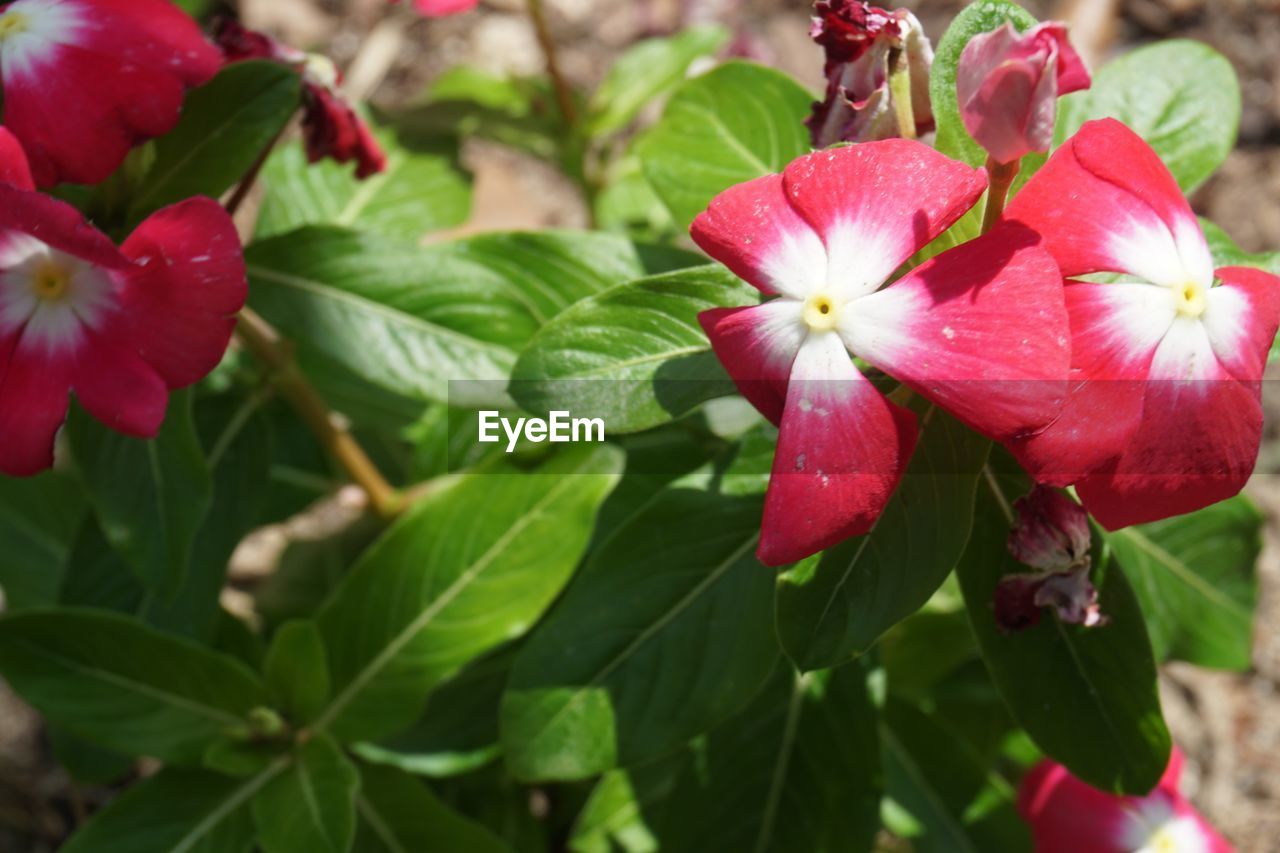 CLOSE-UP OF PINK FLOWERS BLOOMING