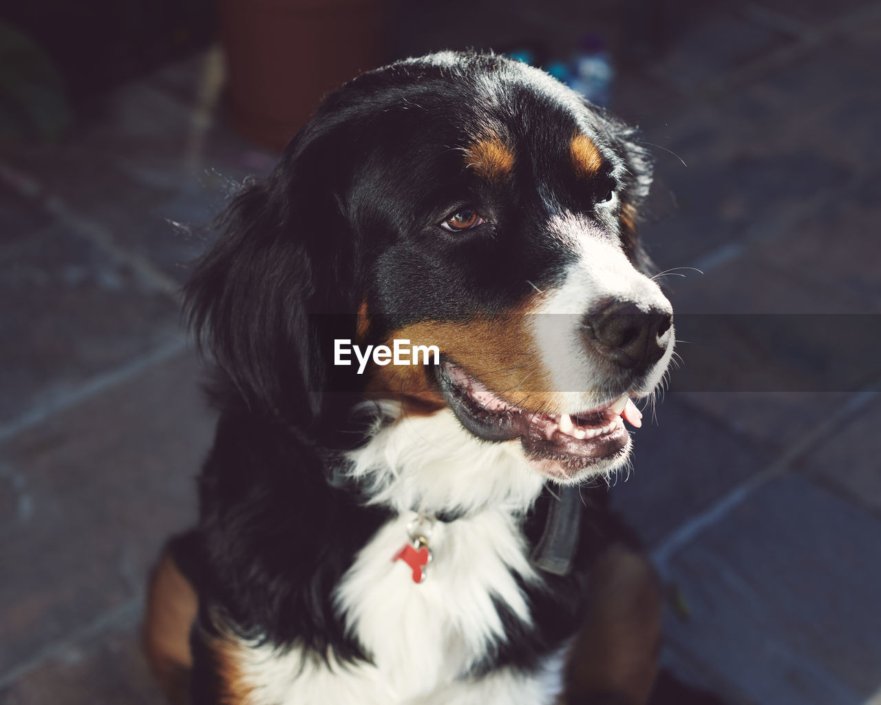 Close-up portrait of bernese mountain dog looking away smiling