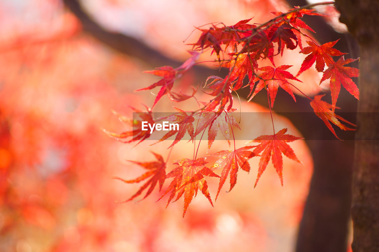 CLOSE-UP OF MAPLE LEAVES ON PLANT