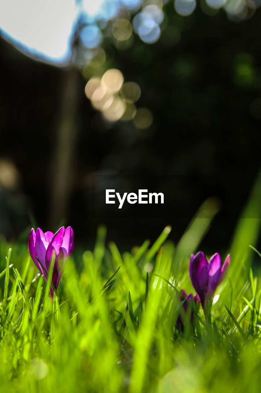 CLOSE-UP OF PURPLE CROCUS FLOWER