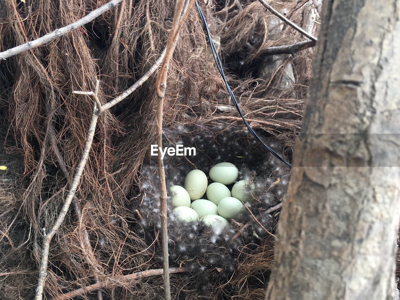 High angle view of bird in nest on tree