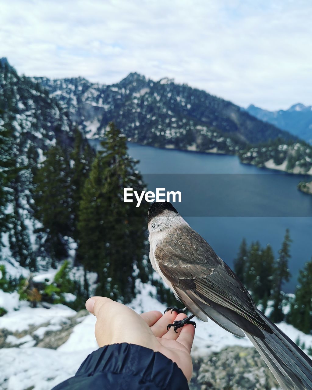 Bird sitting on a hand in front of a lake 