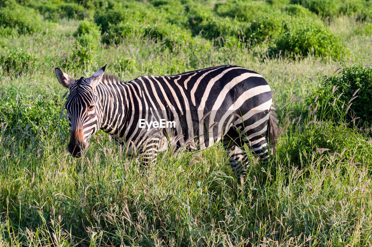 Solitary zebra in the tall grass of the savannah of tsavo east park in kenya