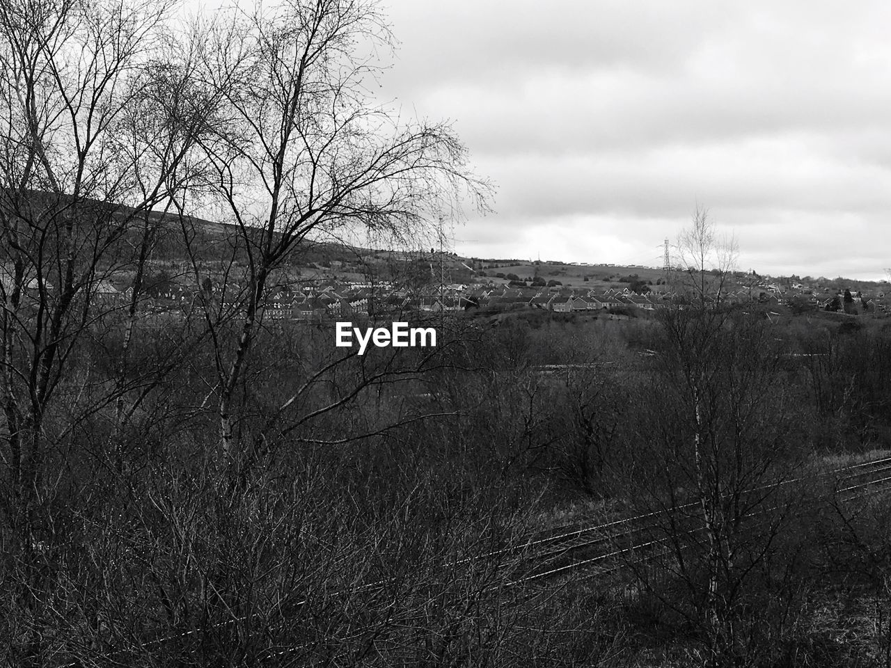 VIEW OF BARE TREES ON FIELD