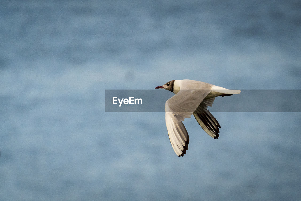 Arctic tern flying over a lake