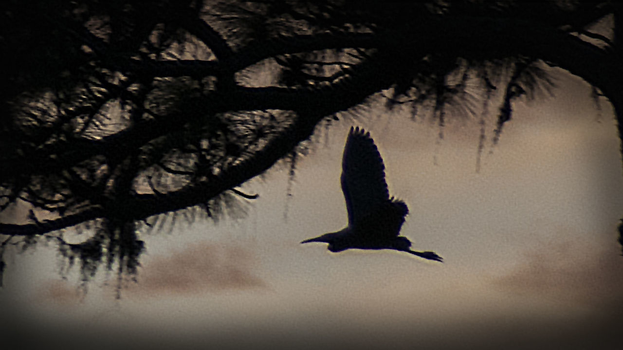 SILHOUETTE OF BIRD FLYING OVER TREE