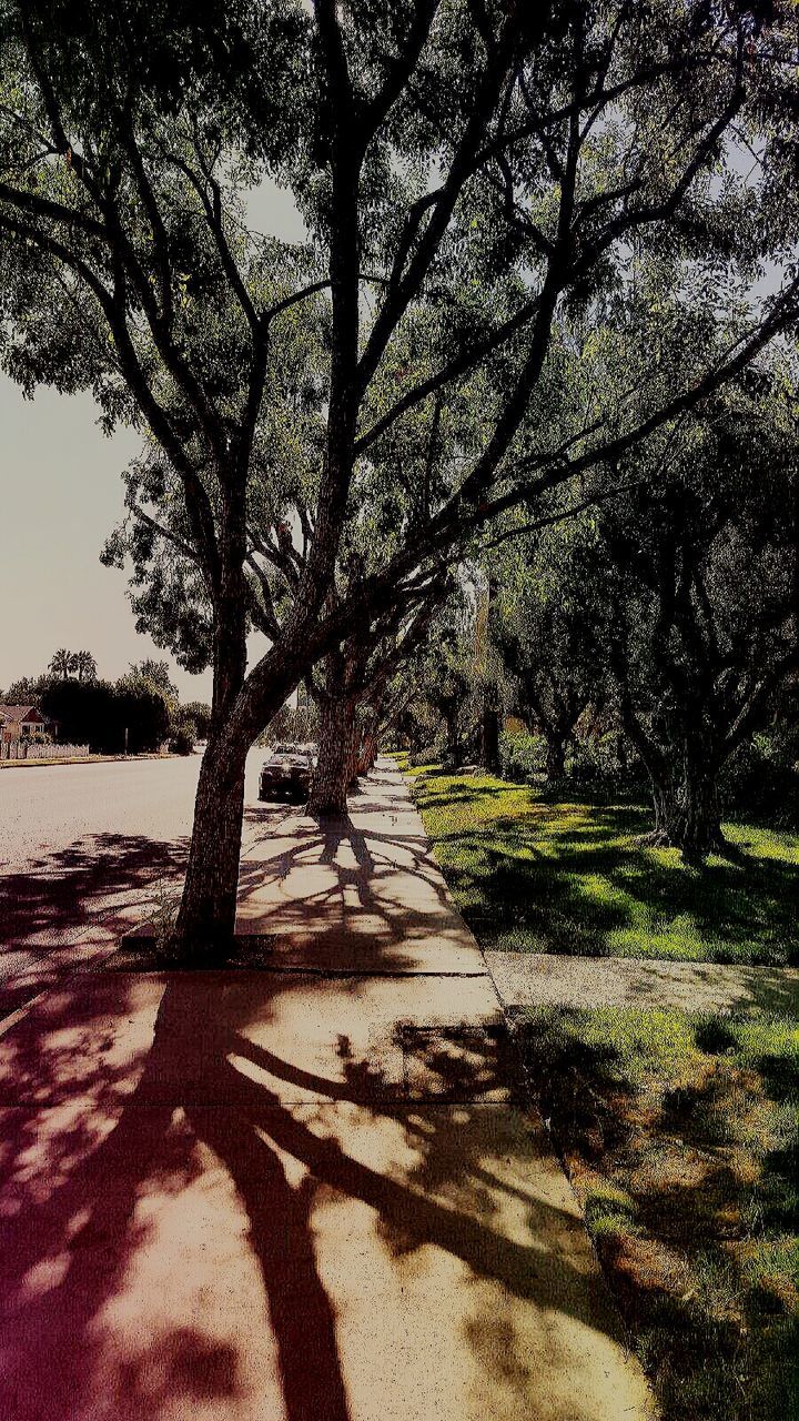 TREES GROWING IN SUNLIGHT