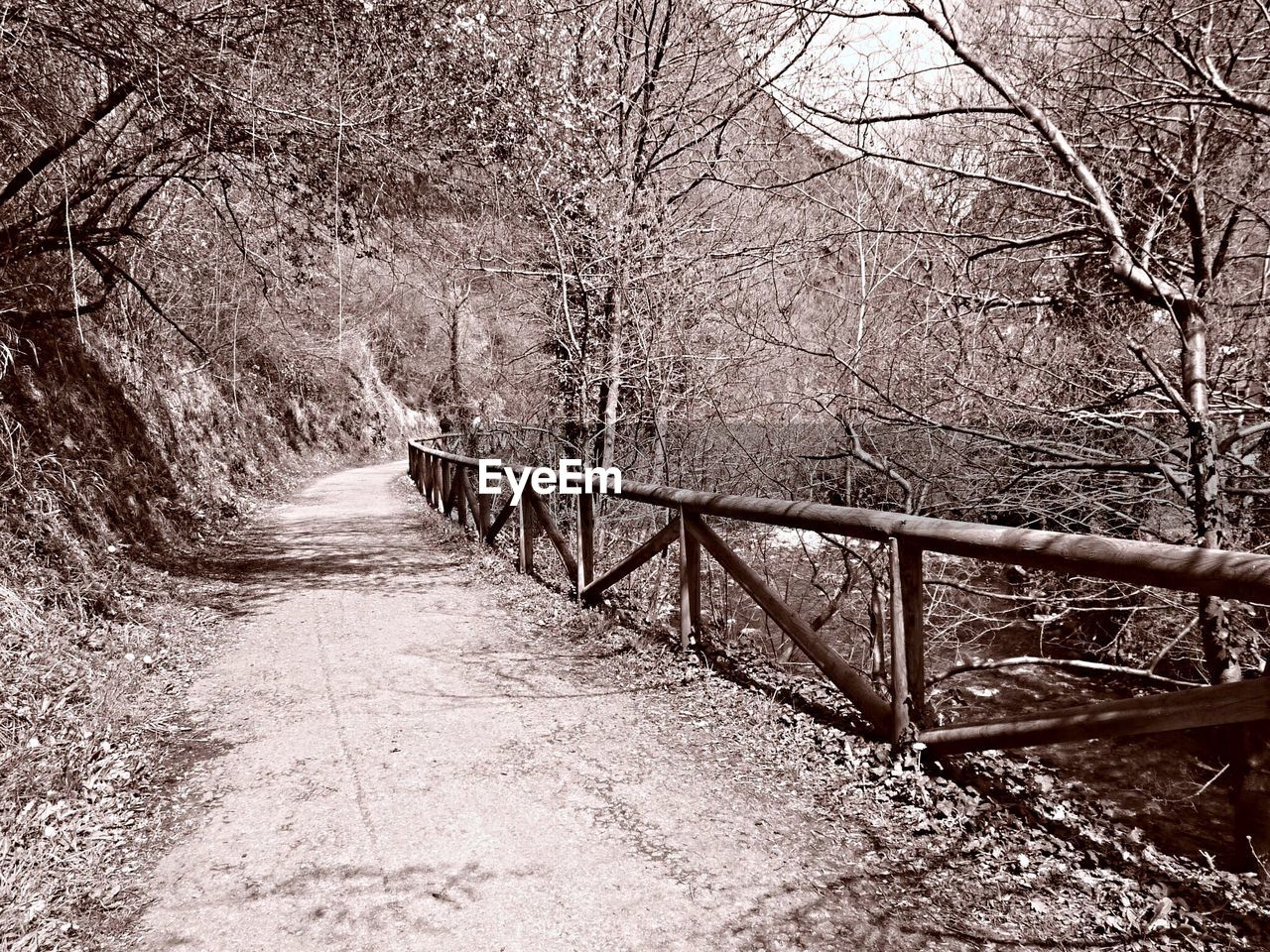 Narrow pathway along trees in forest