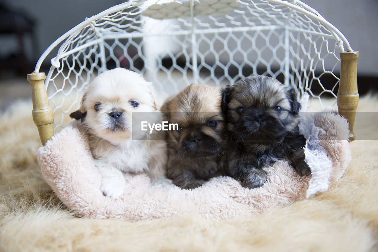 Three puppies in basket