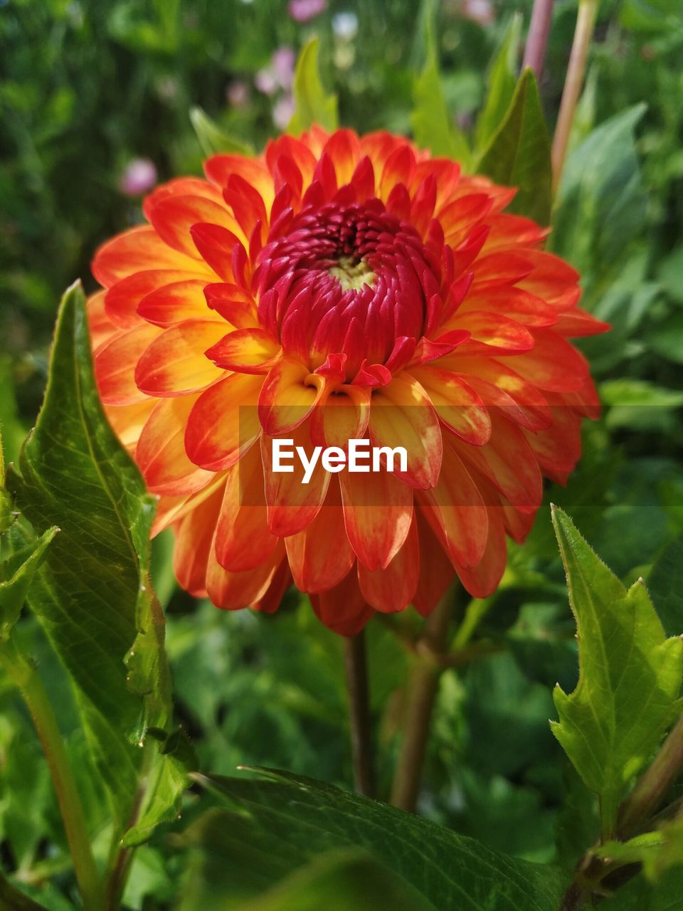 CLOSE-UP OF RED FLOWERS IN GARDEN