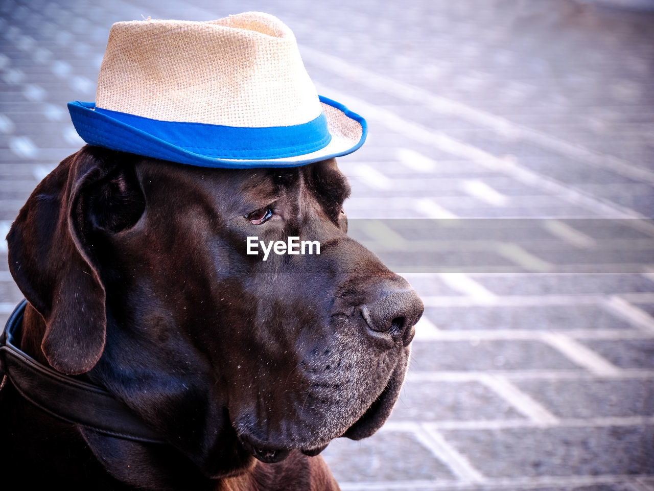 Close-up of great dane with hat on footpath