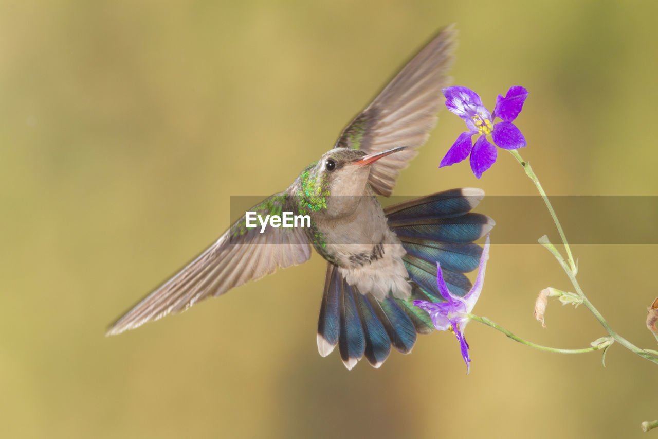 CLOSE-UP OF BUTTERFLY POLLINATING ON FLOWER