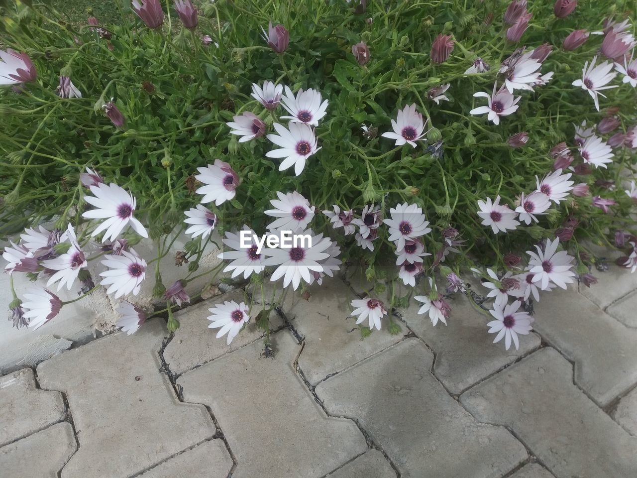 HIGH ANGLE VIEW OF FLOWERS BLOOMING OUTDOORS