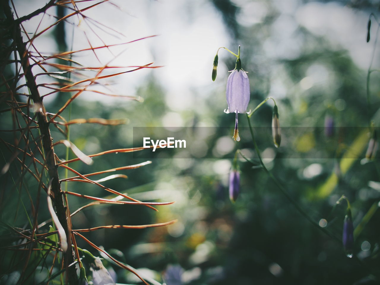 Close-up of purple flowers blooming outdoors