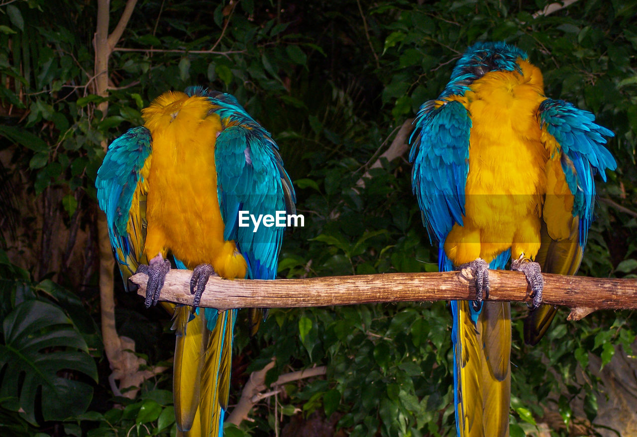 TWO BIRDS PERCHING ON BRANCH