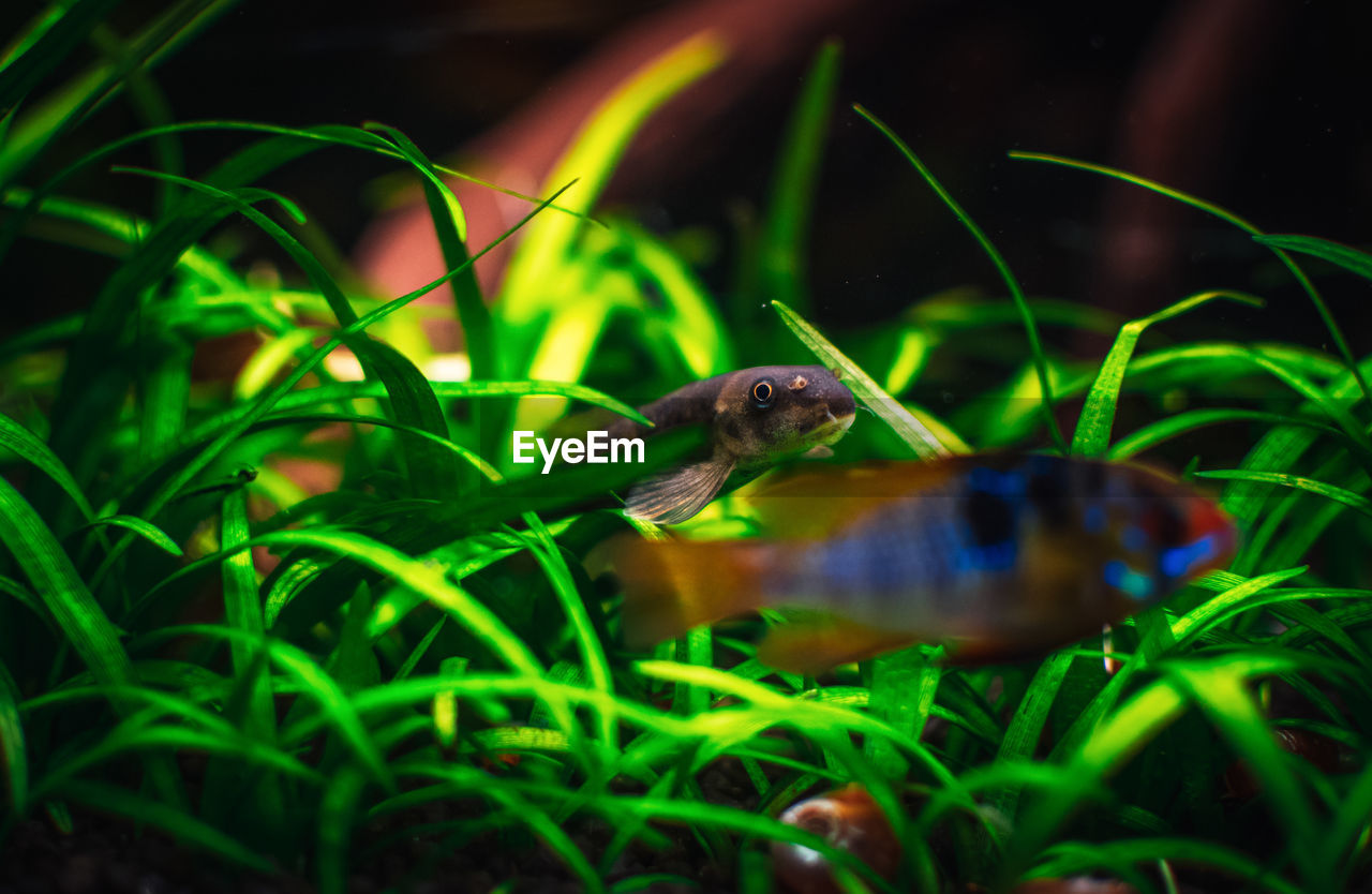 animal themes, animal, animal wildlife, green, wildlife, one animal, nature, water, freshwater aquarium, plant, aquarium, underwater, no people, sea, macro photography, grass, amphibian, outdoors, close-up, swimming, fish, environment, selective focus, land, beauty in nature, night, sea life