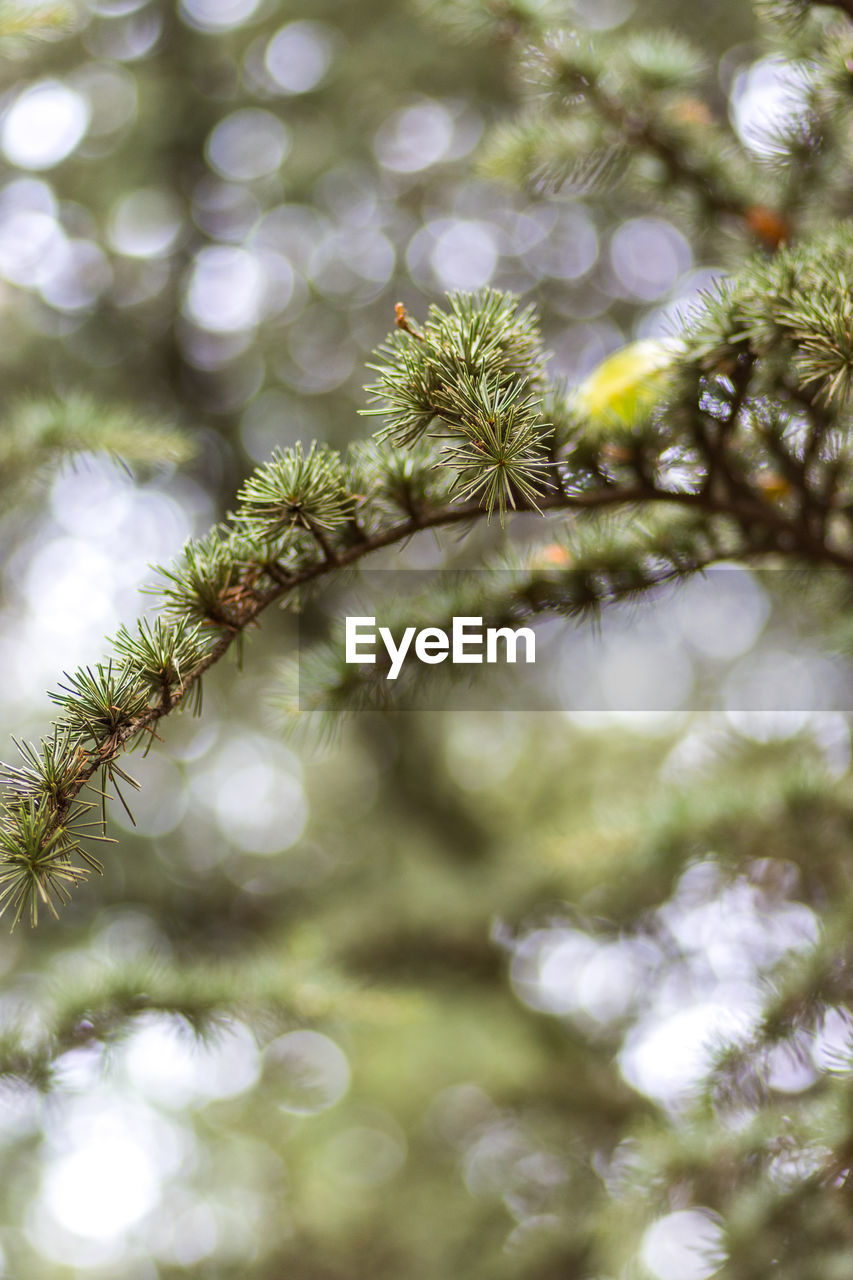 LOW ANGLE VIEW OF FLOWERING PLANTS