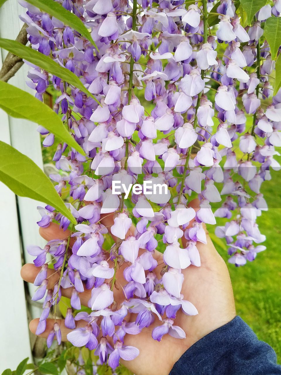 CLOSE-UP OF HAND HOLDING PURPLE FLOWERING PLANTS