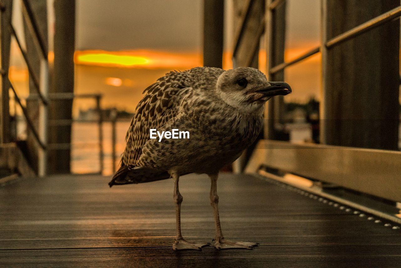 Close-up of bird perching on railing