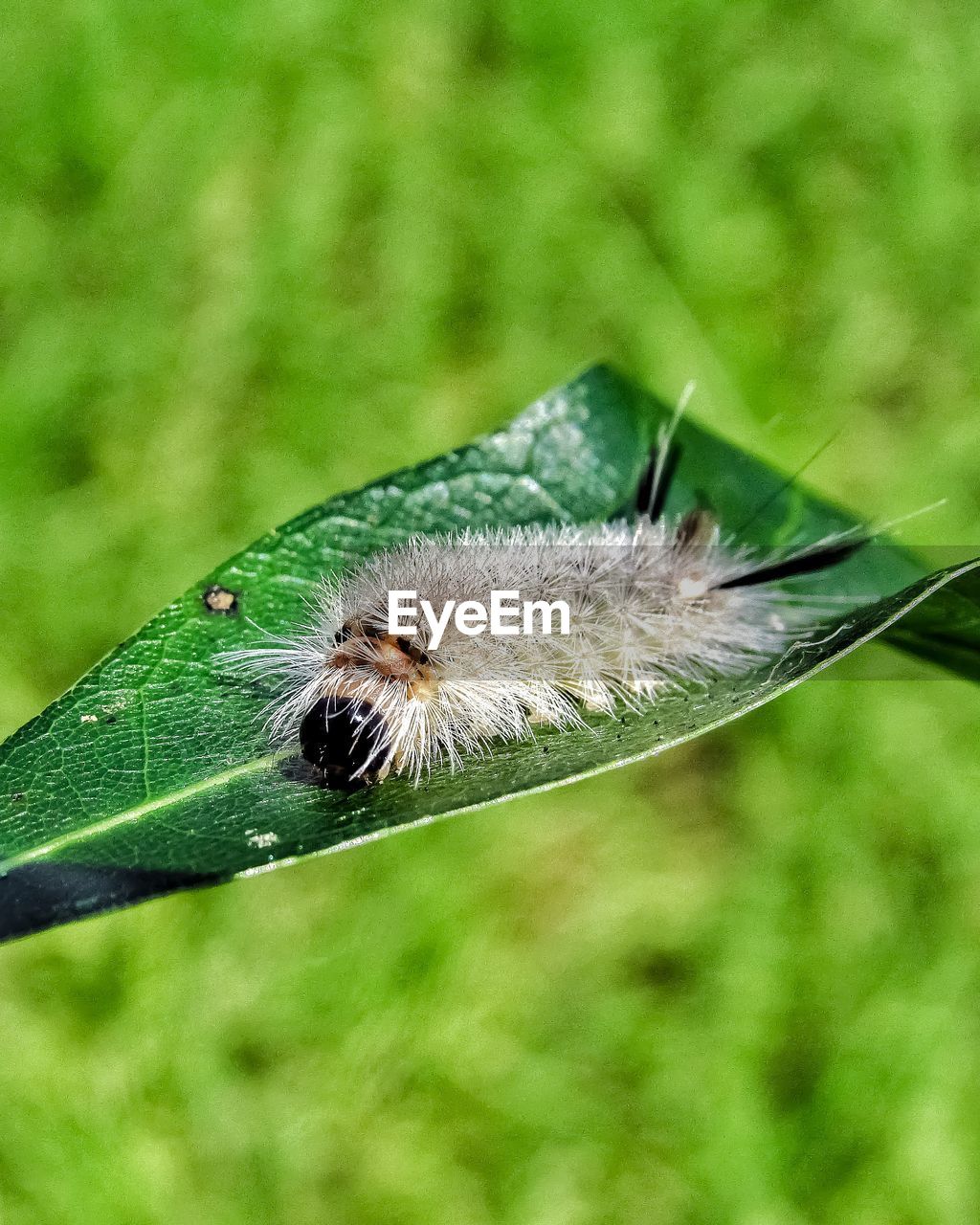 CLOSE-UP OF INSECT ON LEAF