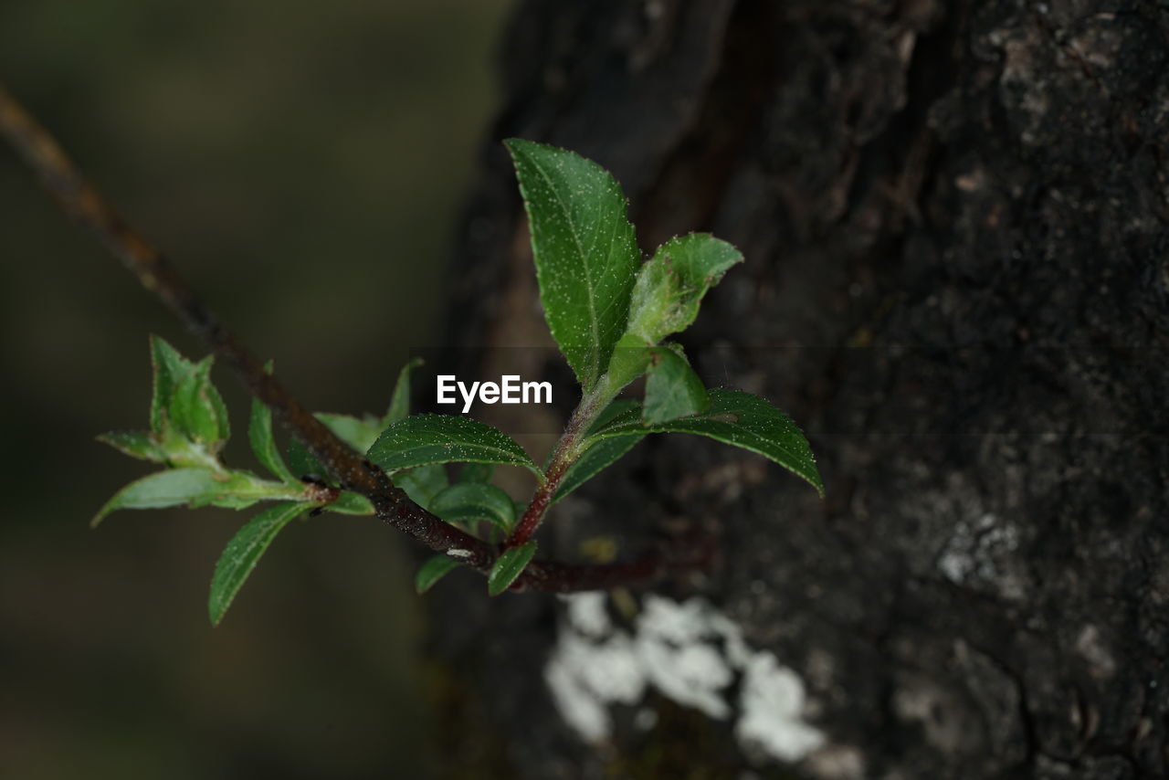 Close-up of green leaves